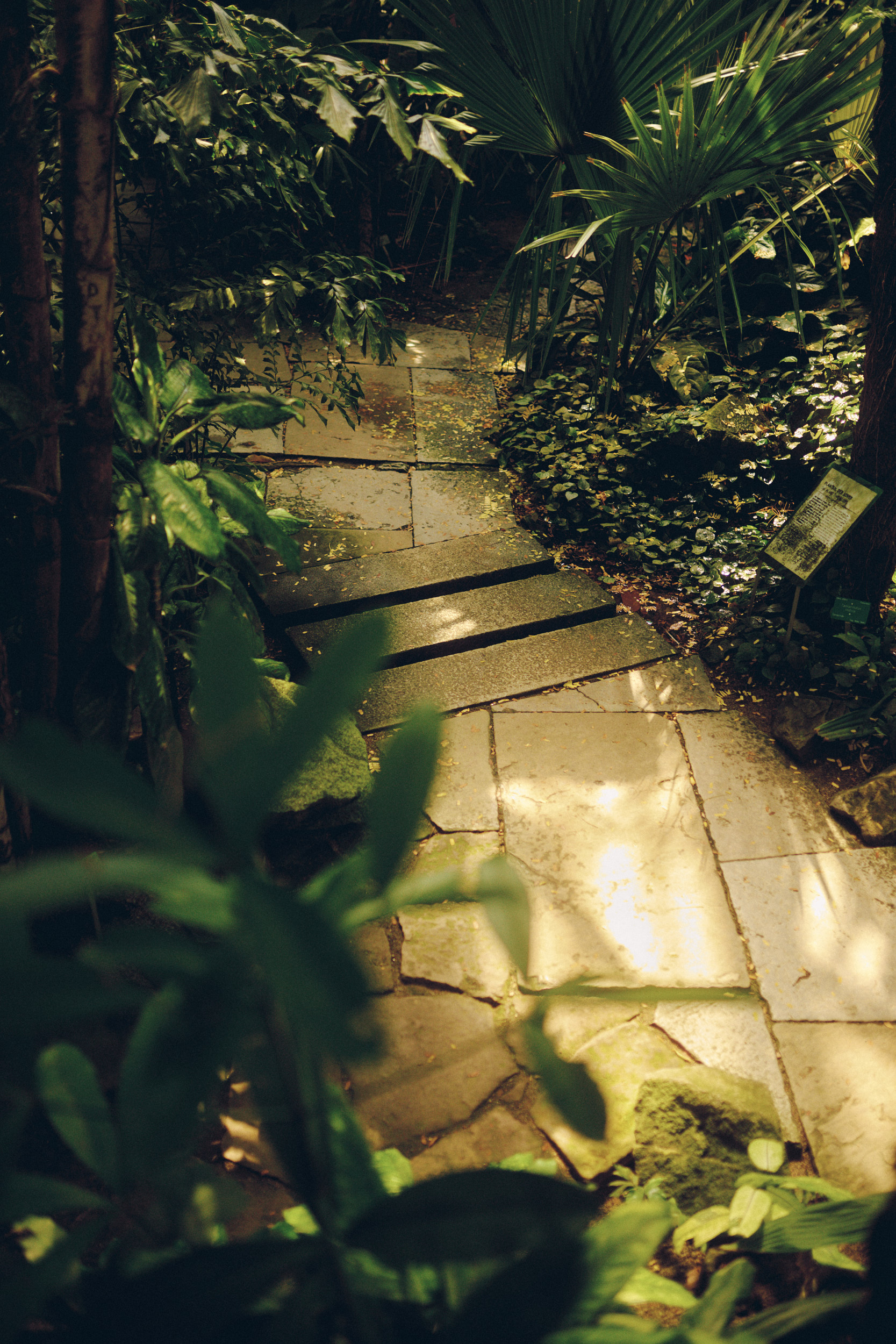 Atmospheric photograph of Copenhagen Botanical Garden Palm House