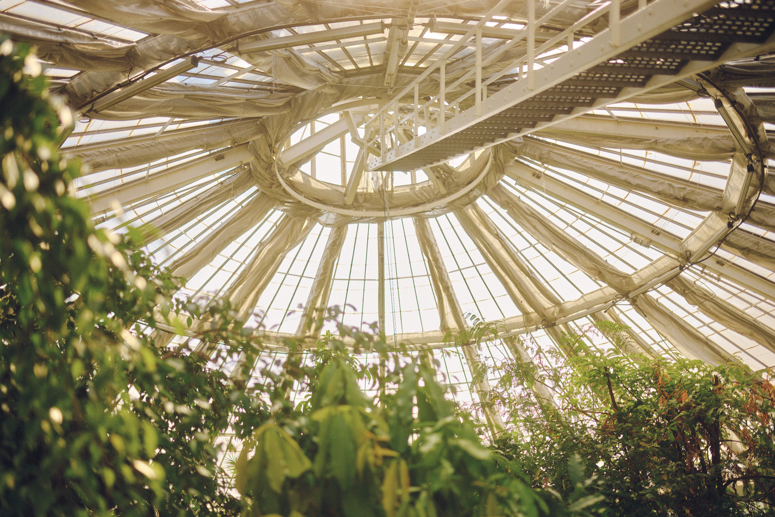 Eisenkonstruktion und Glasdach im Palmenhaus Kopenhagen