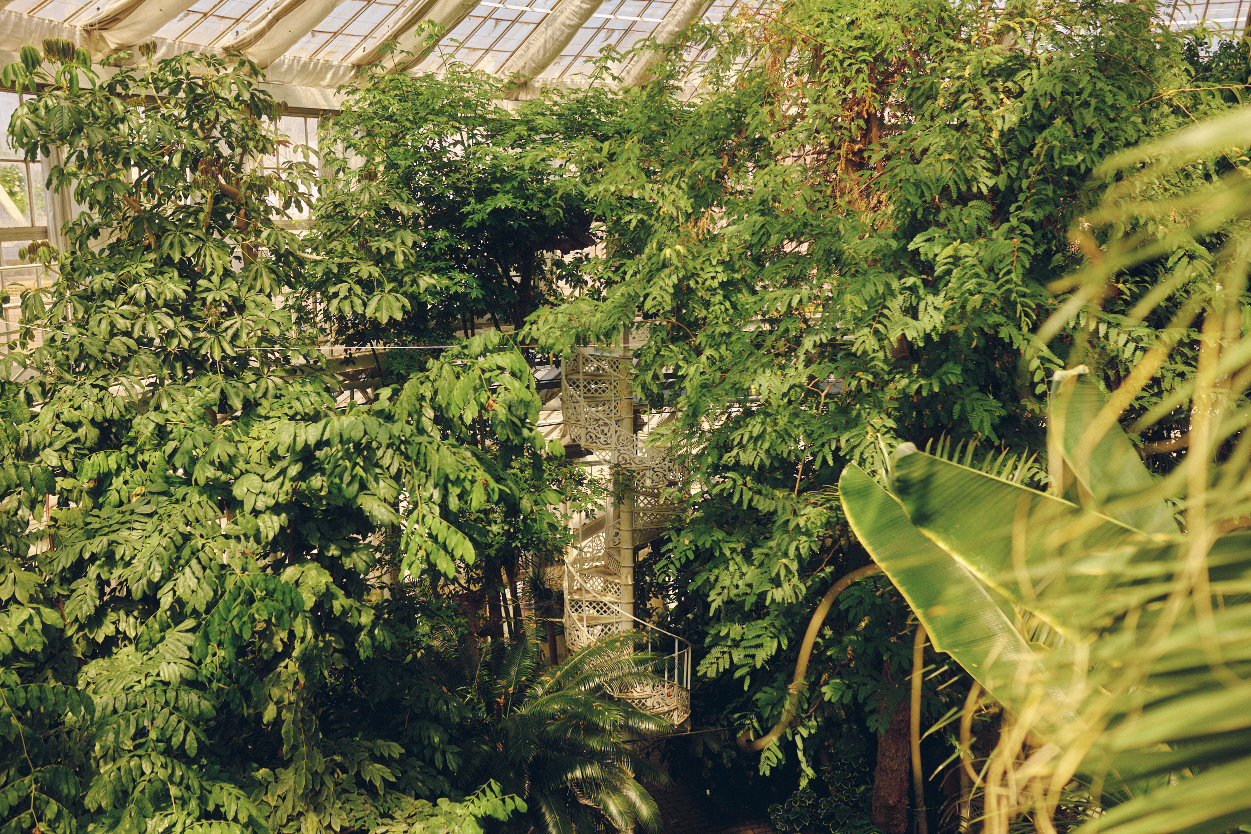 Botanische Architektur und Pflanzen im historischen Gewächshaus Kopenhagen