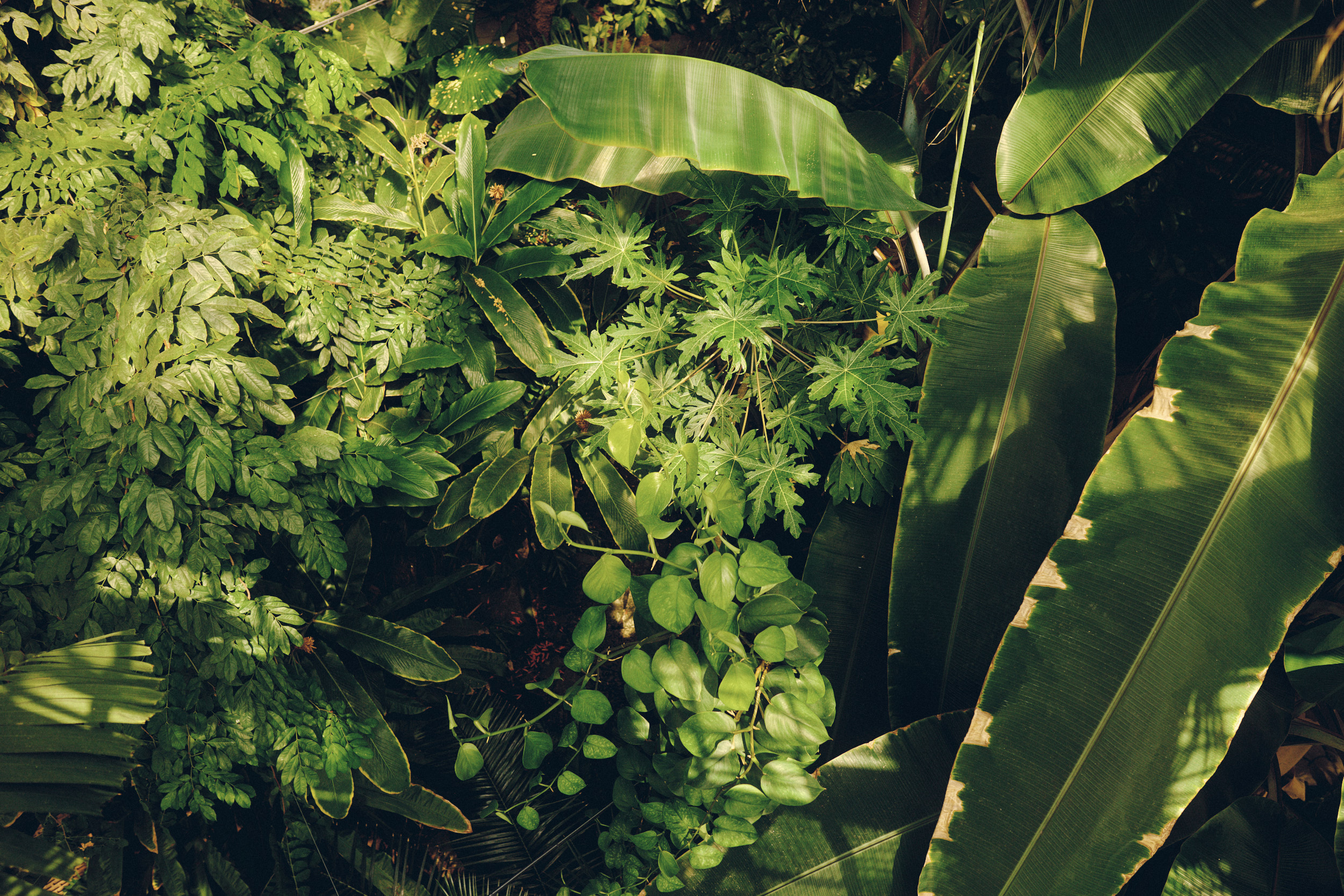 Pflanzen und Architektur im Botanischen Garten Kopenhagen