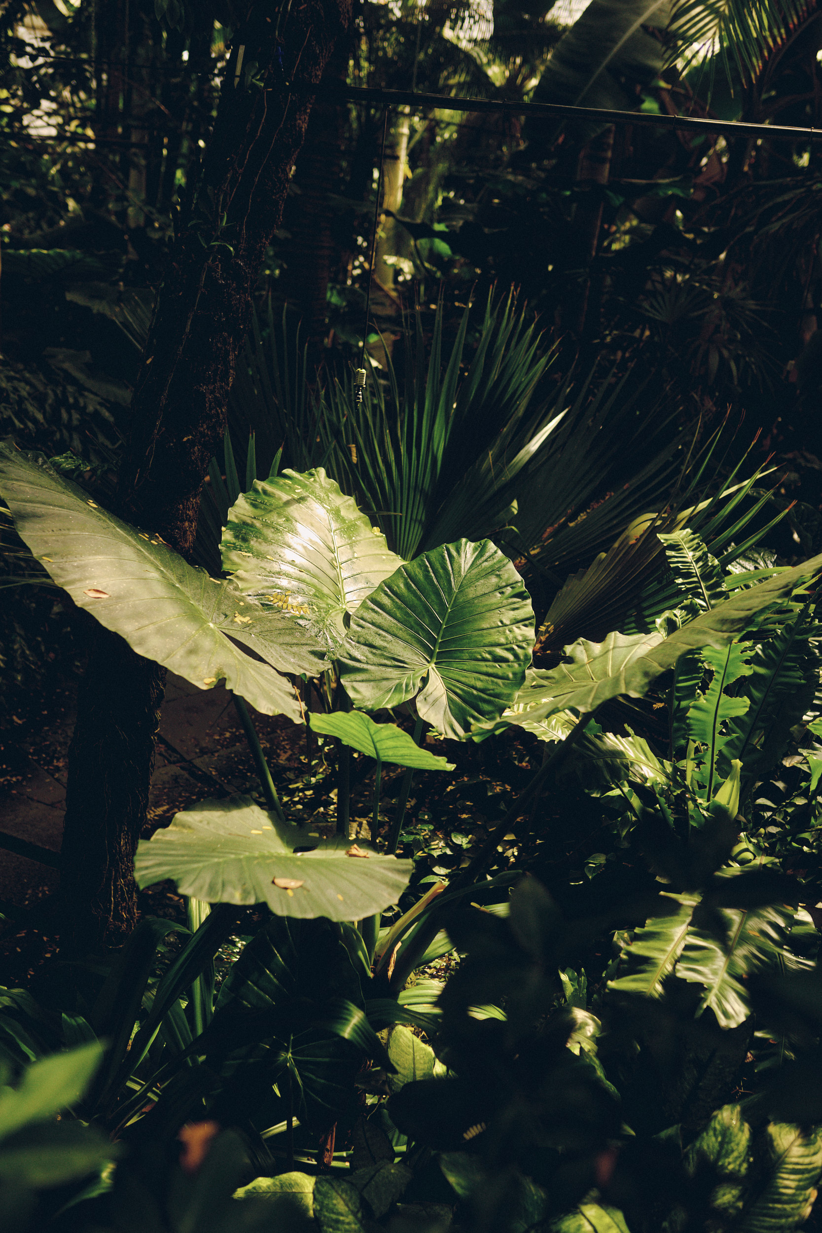 Feuchte Tropenatmosphäre im Gewächshaus von Kopenhagen