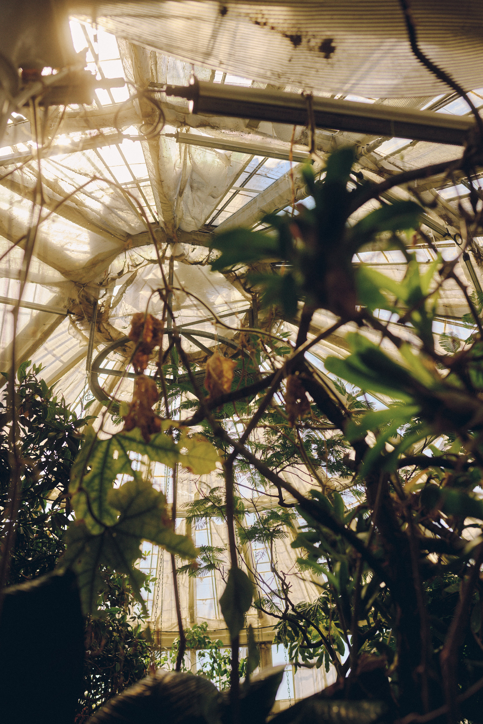 Botanischer Garten Kopenhagen mit historischem Gewächshaus aus Glas und Eisen
