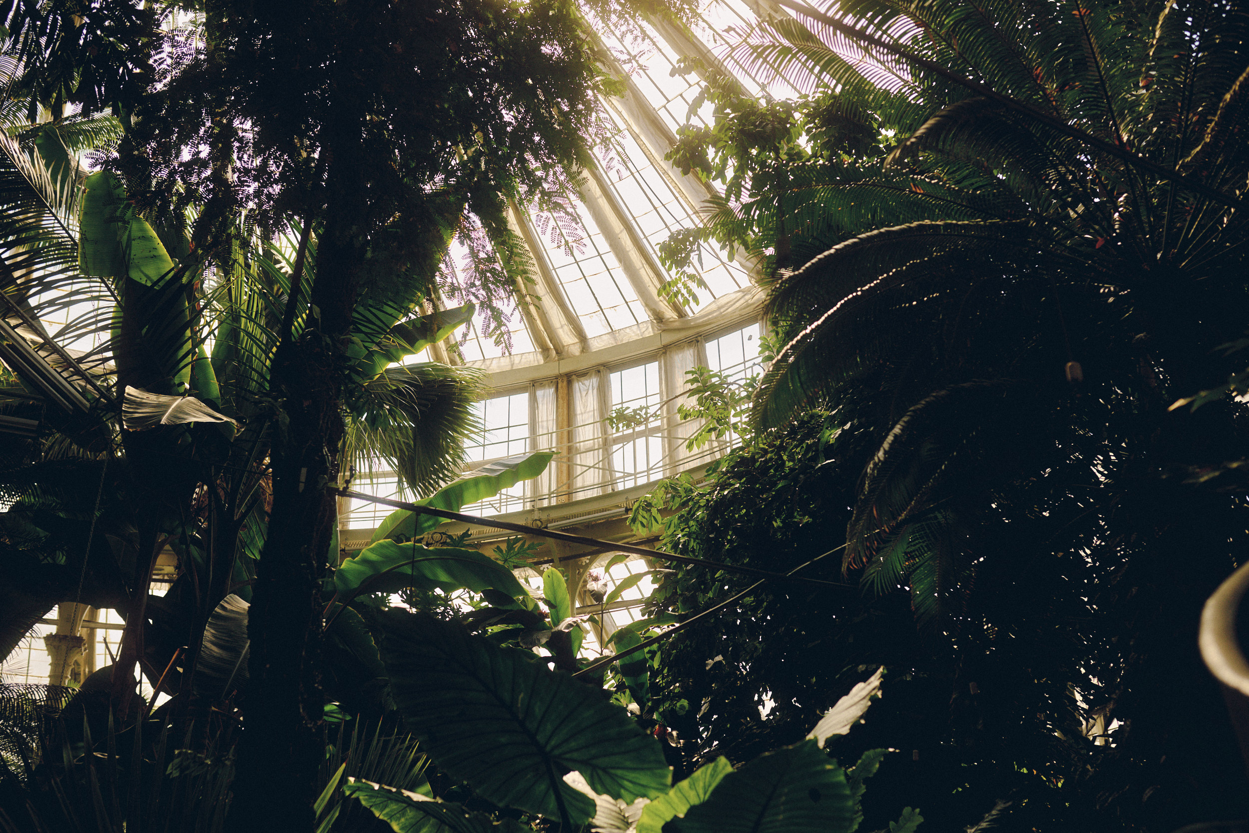 Blick durch das Glasdach des historischen Gewächshauses in Kopenhagen