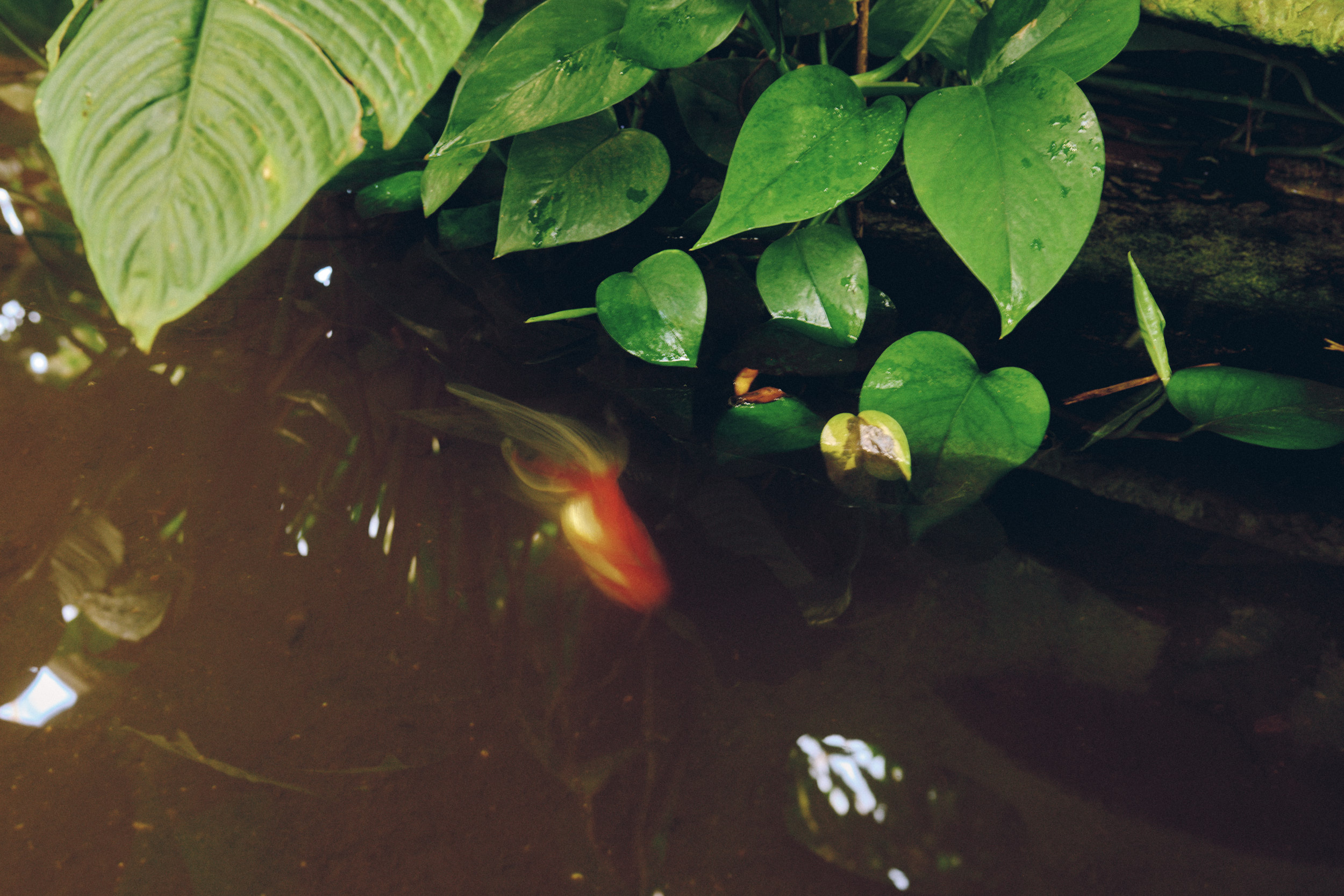 Goldfish pond