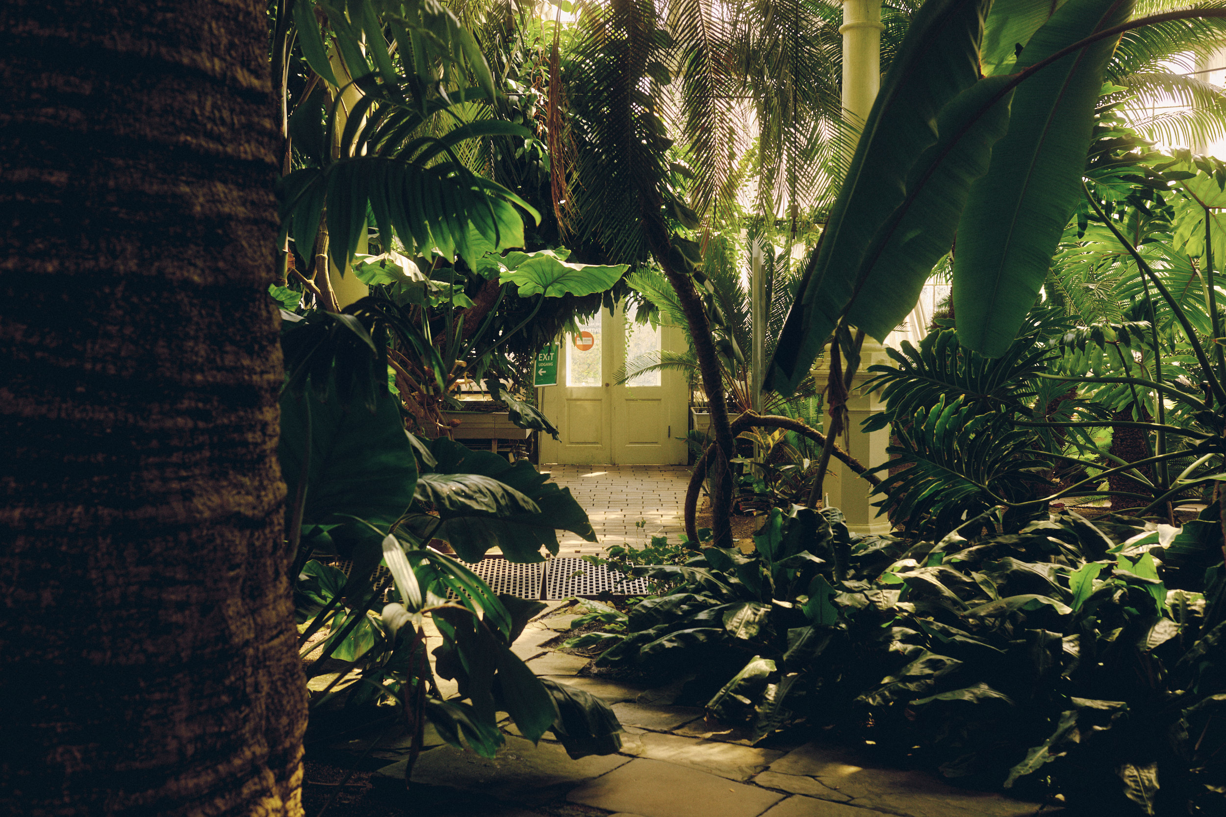 Palmen und Farne im Palmenhaus des Botanischen Gartens Kopenhagen