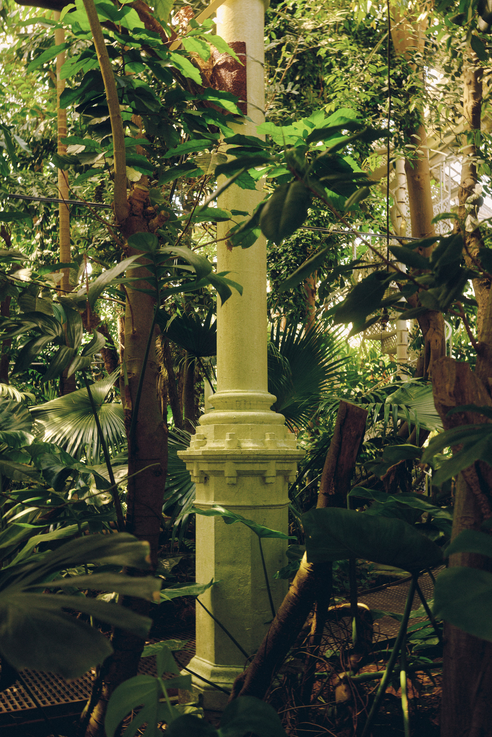 Detailansicht von Blättern im Gewächshaus des Botanischen Gartens Kopenhagen