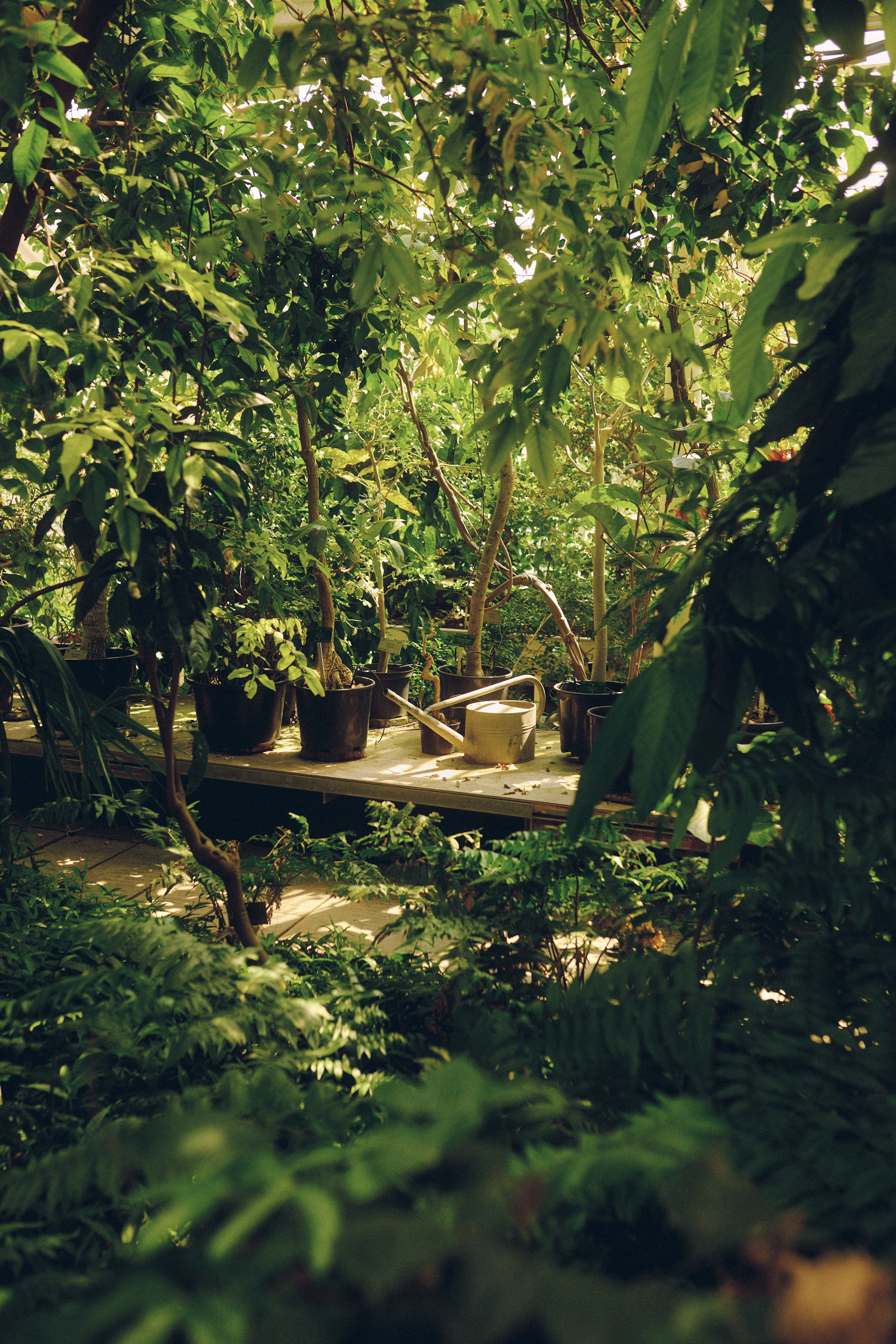 Tropical greenhouse atmosphere in the Botanical Garden Copenhagen