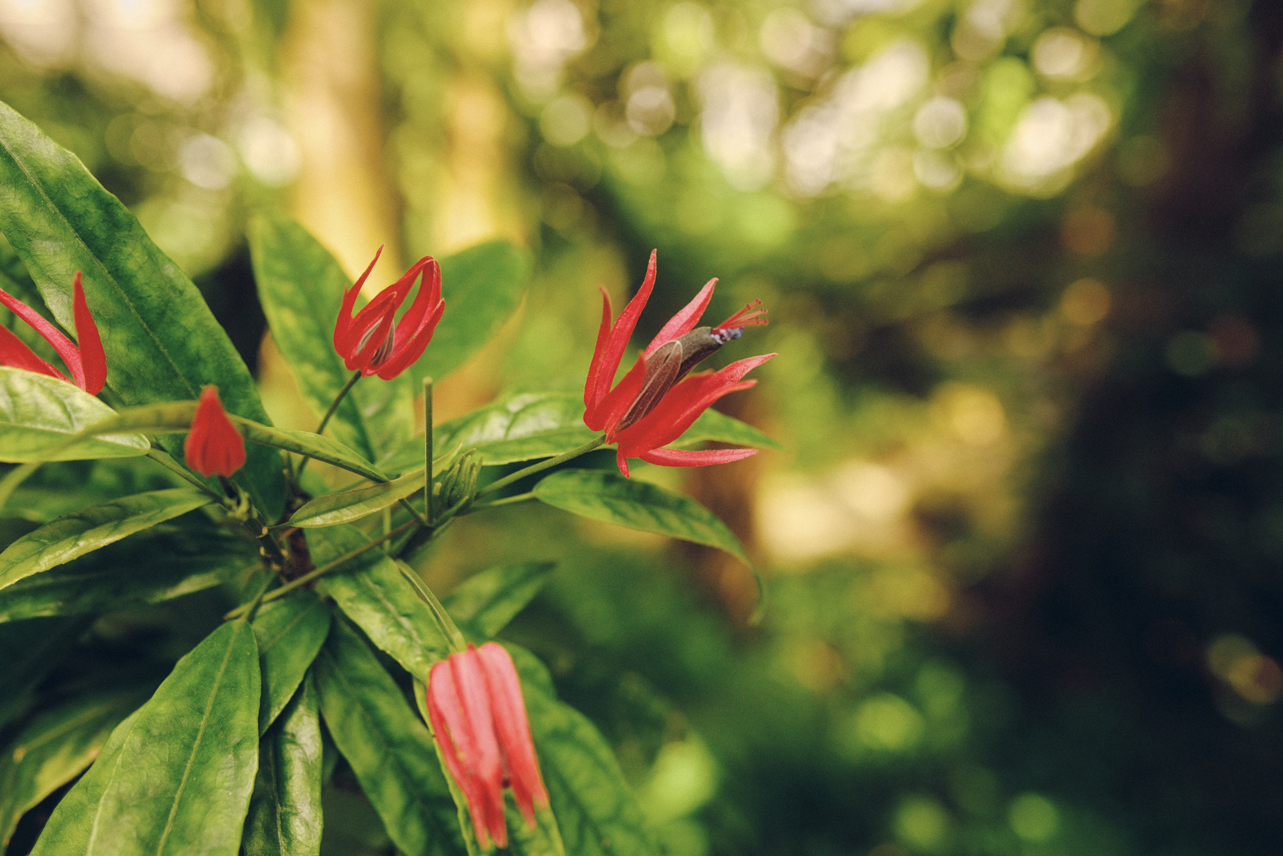 Botanische Sammlung im Gewächshaus des Botanischen Gartens Kopenhagen