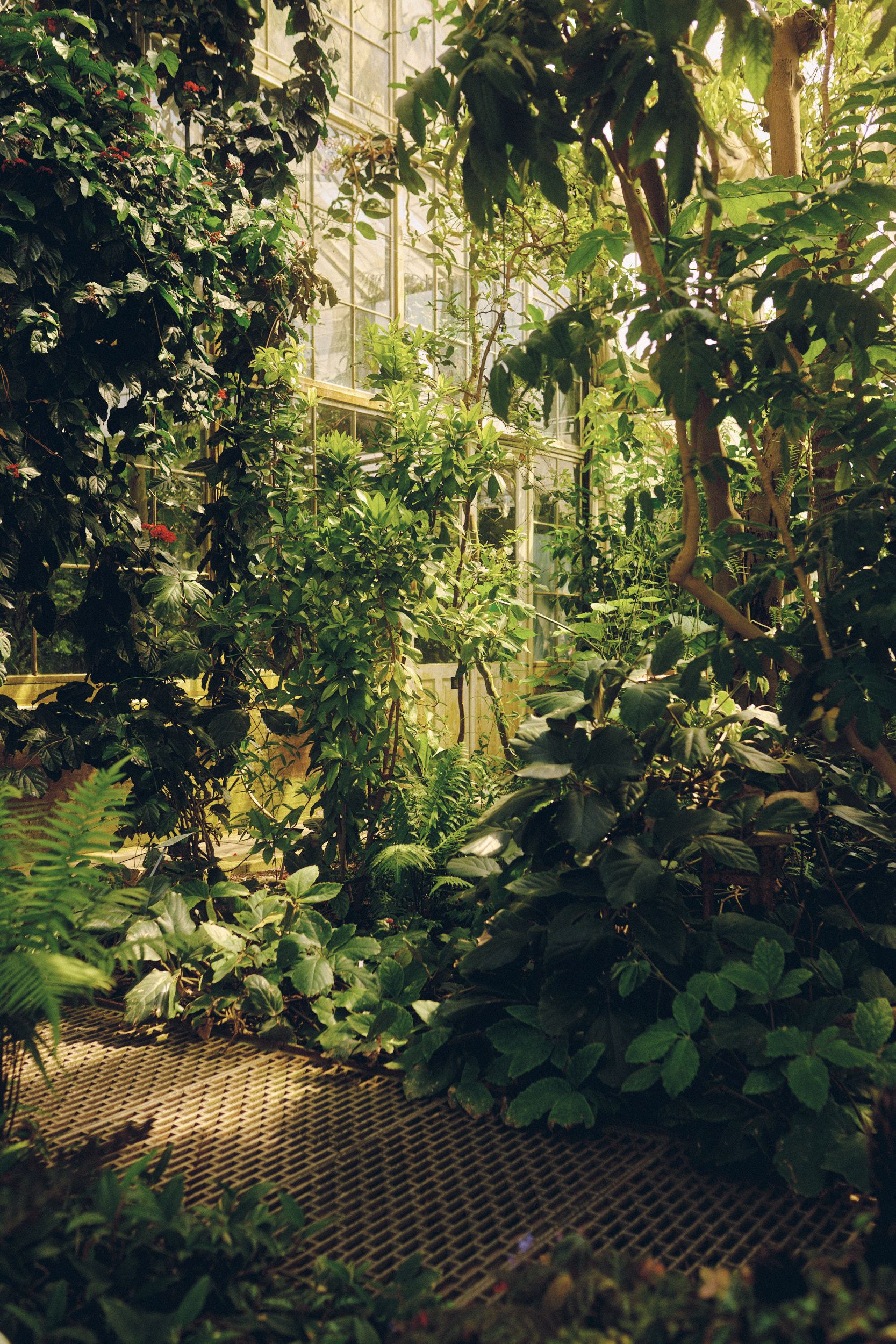 Interior greenhouse scene from the Botanical Garden in Copenhagen