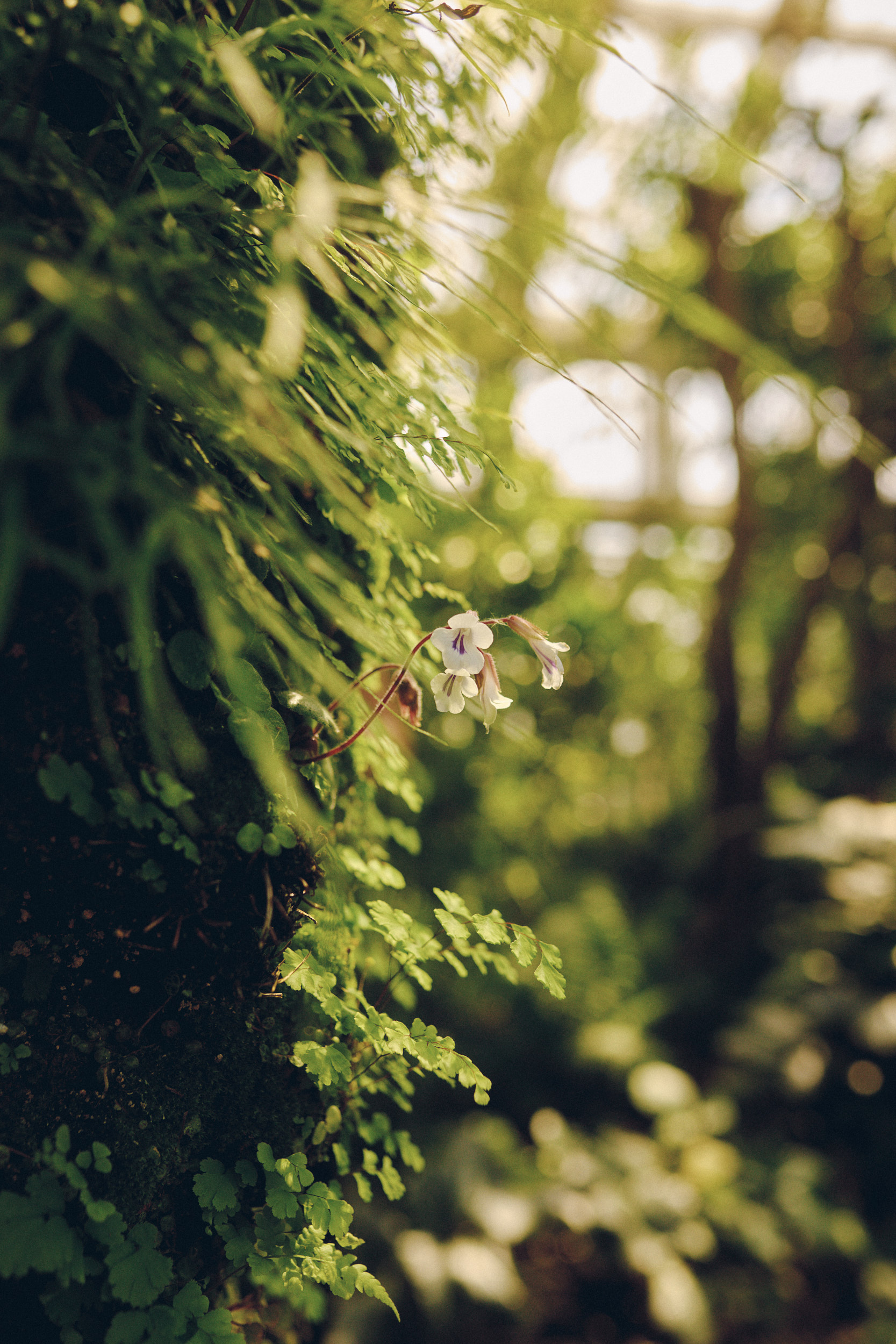 Pflanzen im Botanischen Garten Kopenhagen