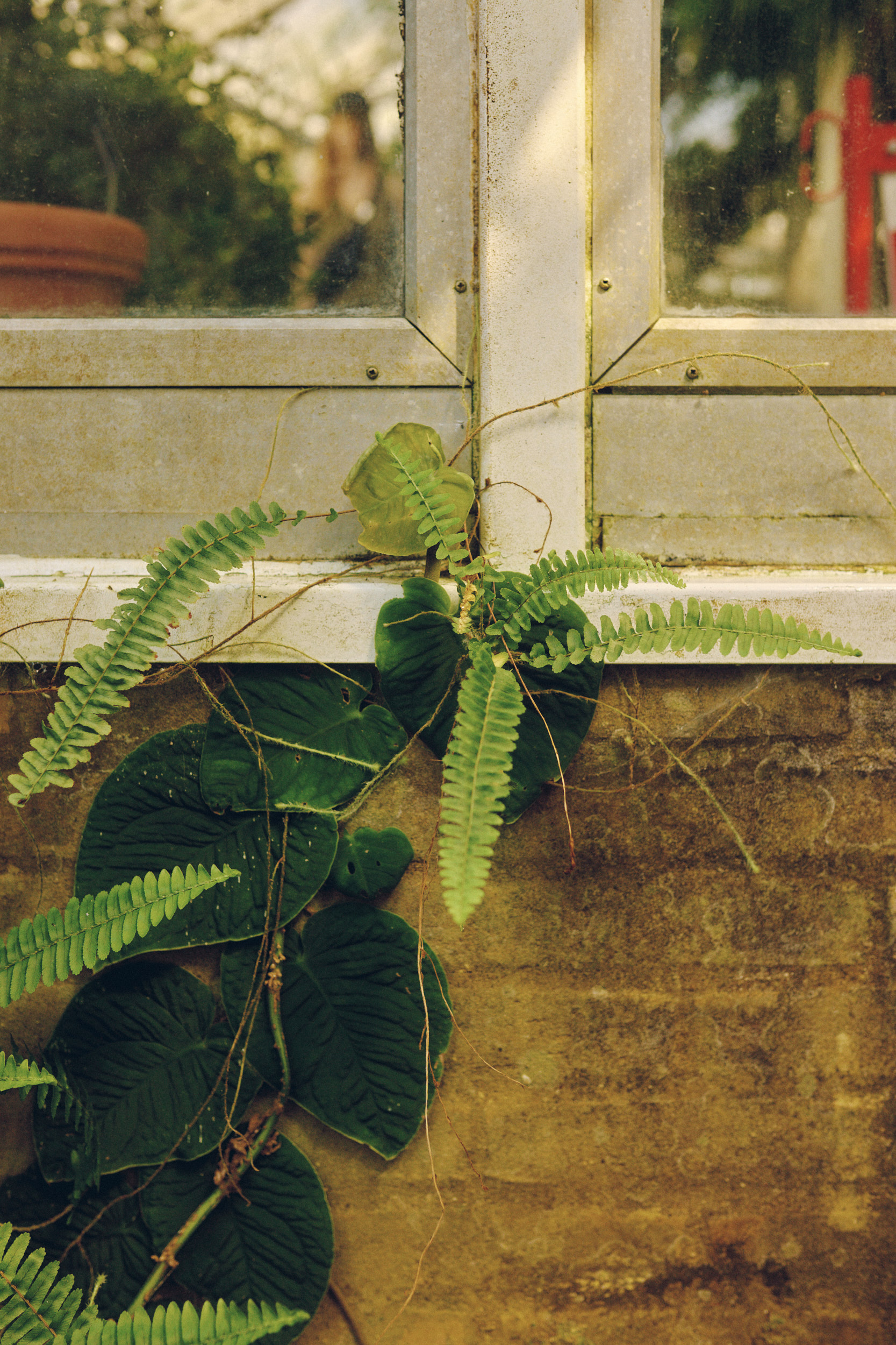 Palmen und Farne im Palmenhaus des Botanischen Gartens Kopenhagen
