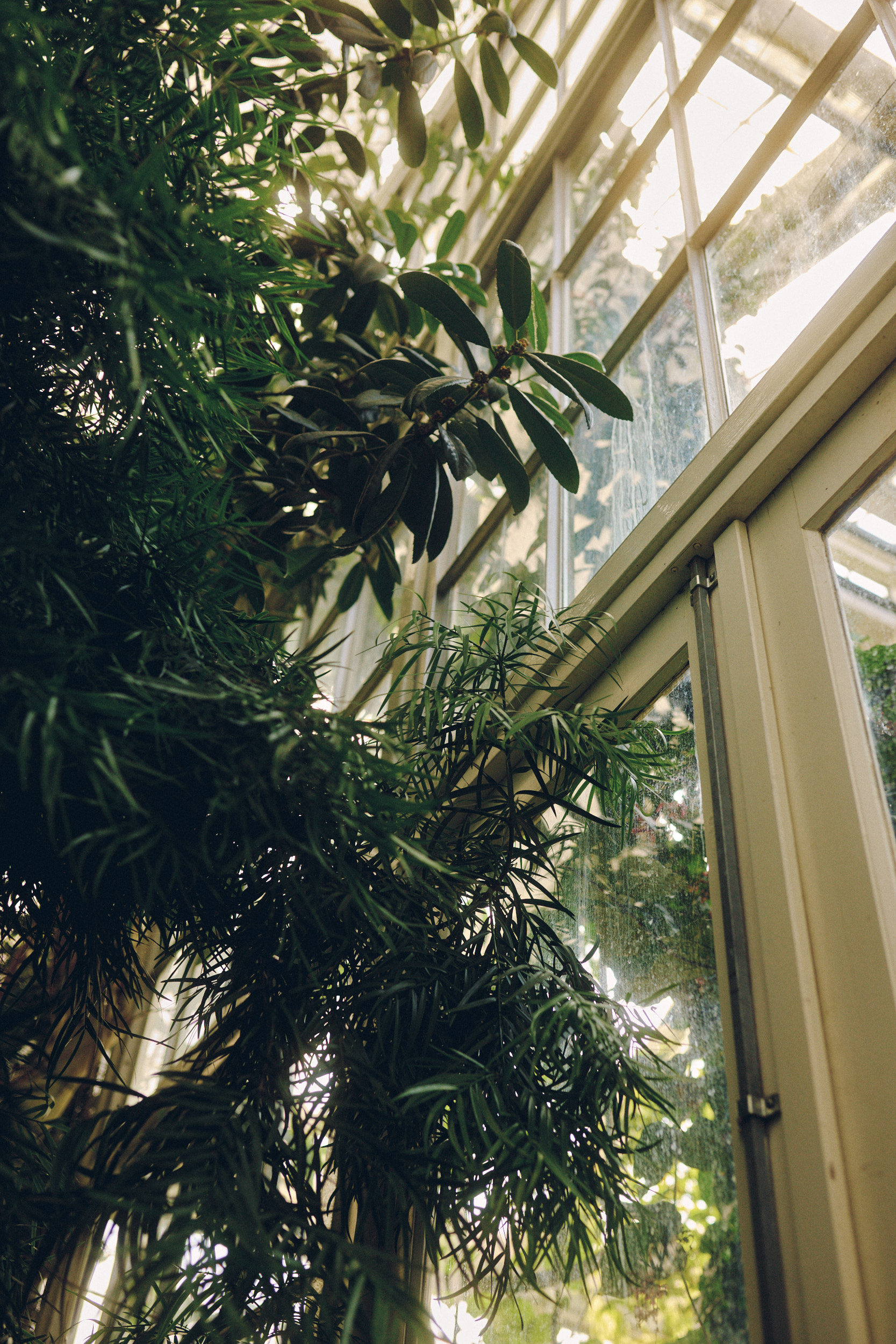 Fine art architectural photograph from Copenhagen Botanical Garden