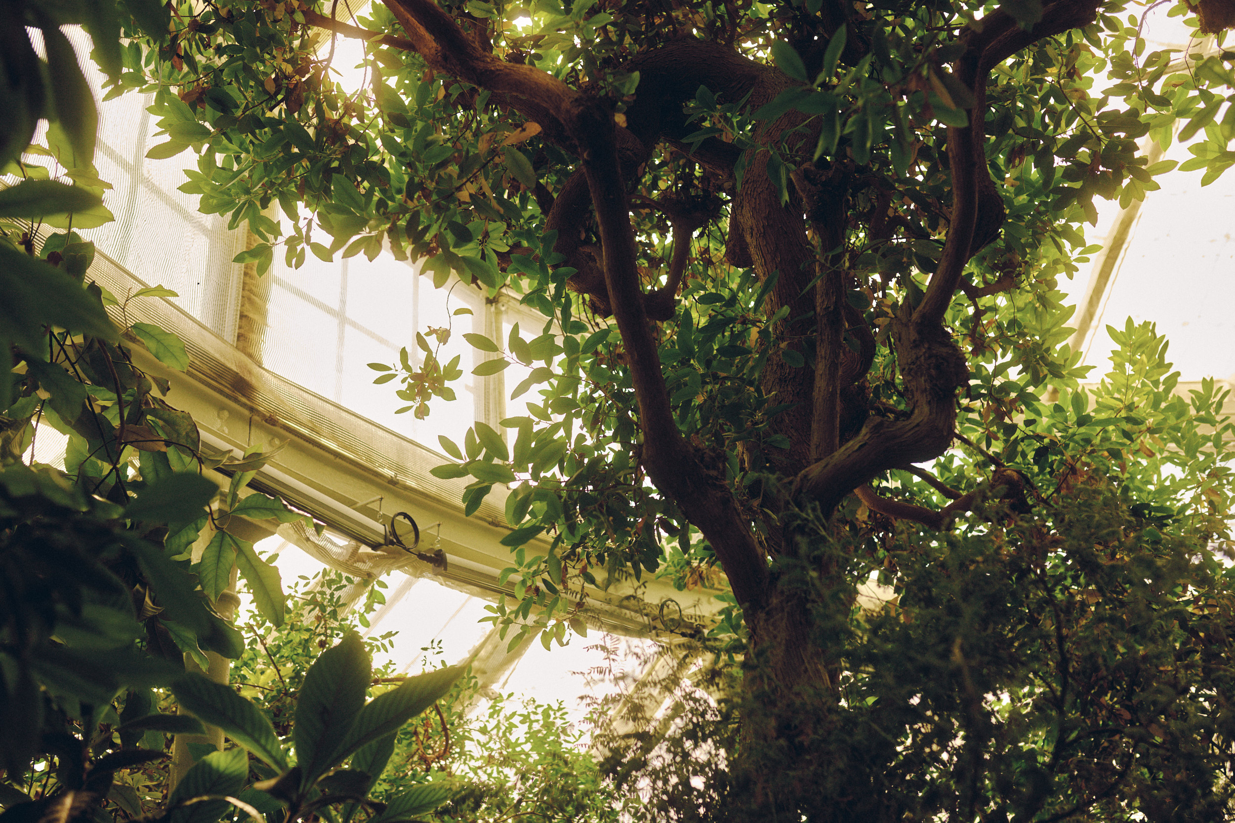 David Altrath Greenhouse series at the Botanical Garden Copenhagen