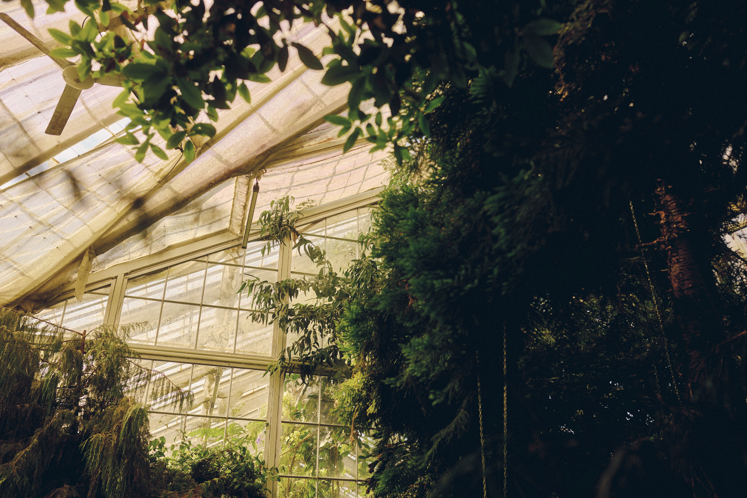 Historic greenhouse interior at Copenhagen Botanical Garden