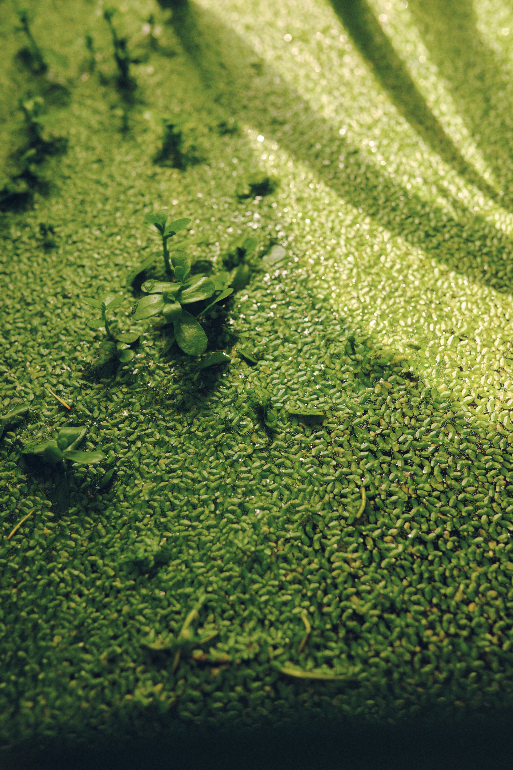 Lush tropical plants inside Copenhagen’s historic Palm House