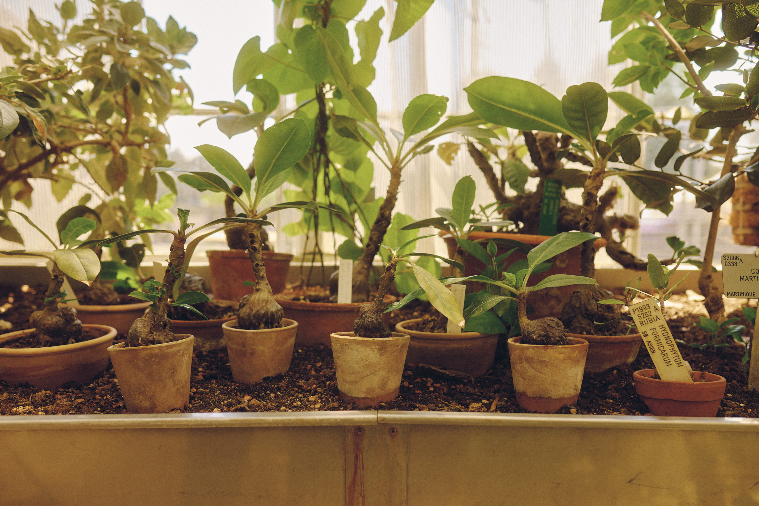 Botanischer Garten Kopenhagen mit Palmenhaus und Pflanzenvielfalt