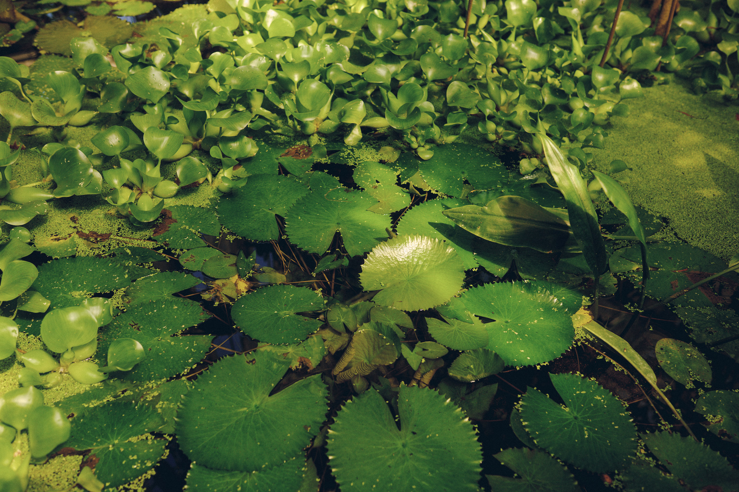 Botanical Garden Copenhagen greenhouse with layered tropical foliage