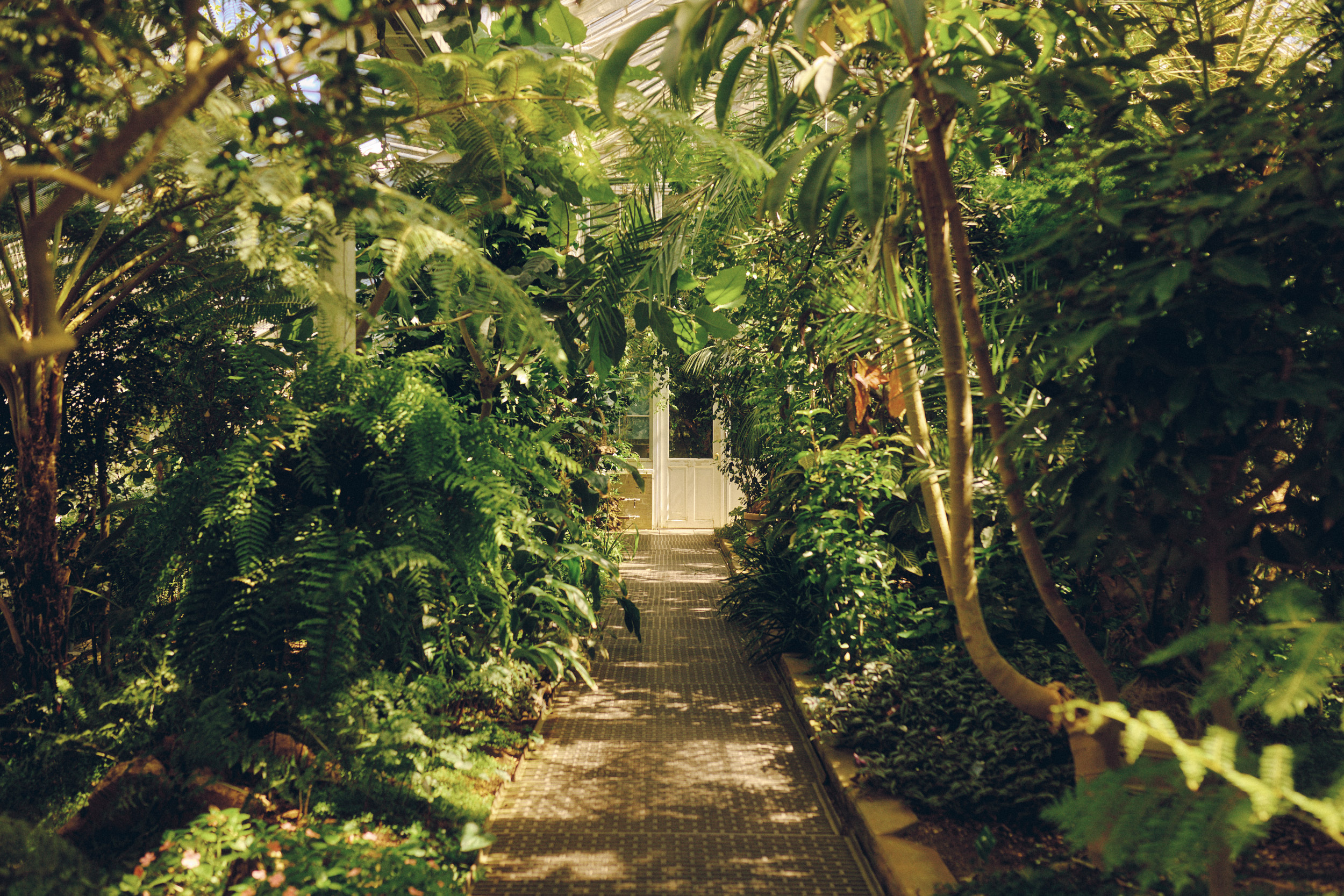 Licht und Struktur im Palmenhaus des Botanischen Gartens Kopenhagen