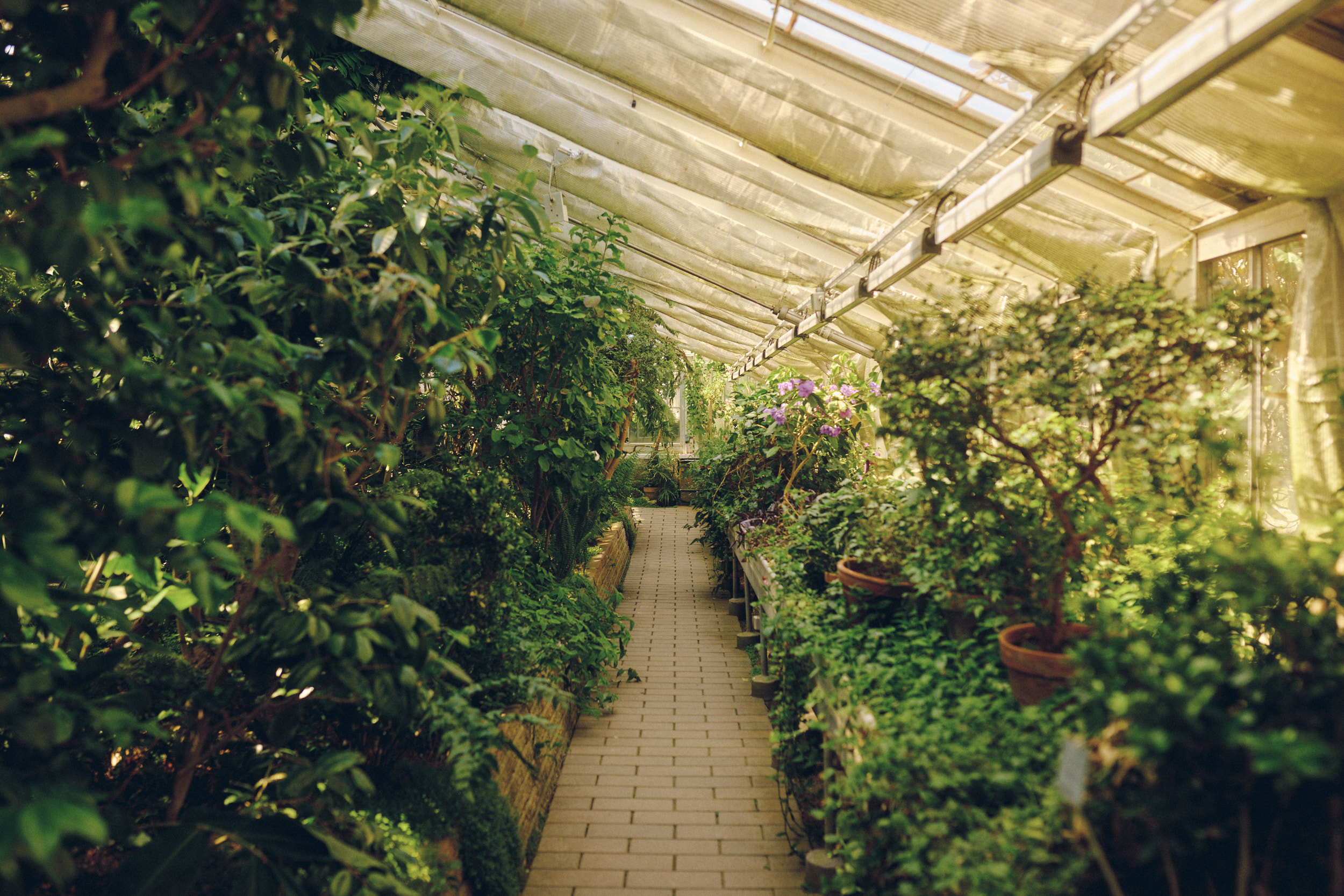 Light filtering through glass and steel in Copenhagen Palm House