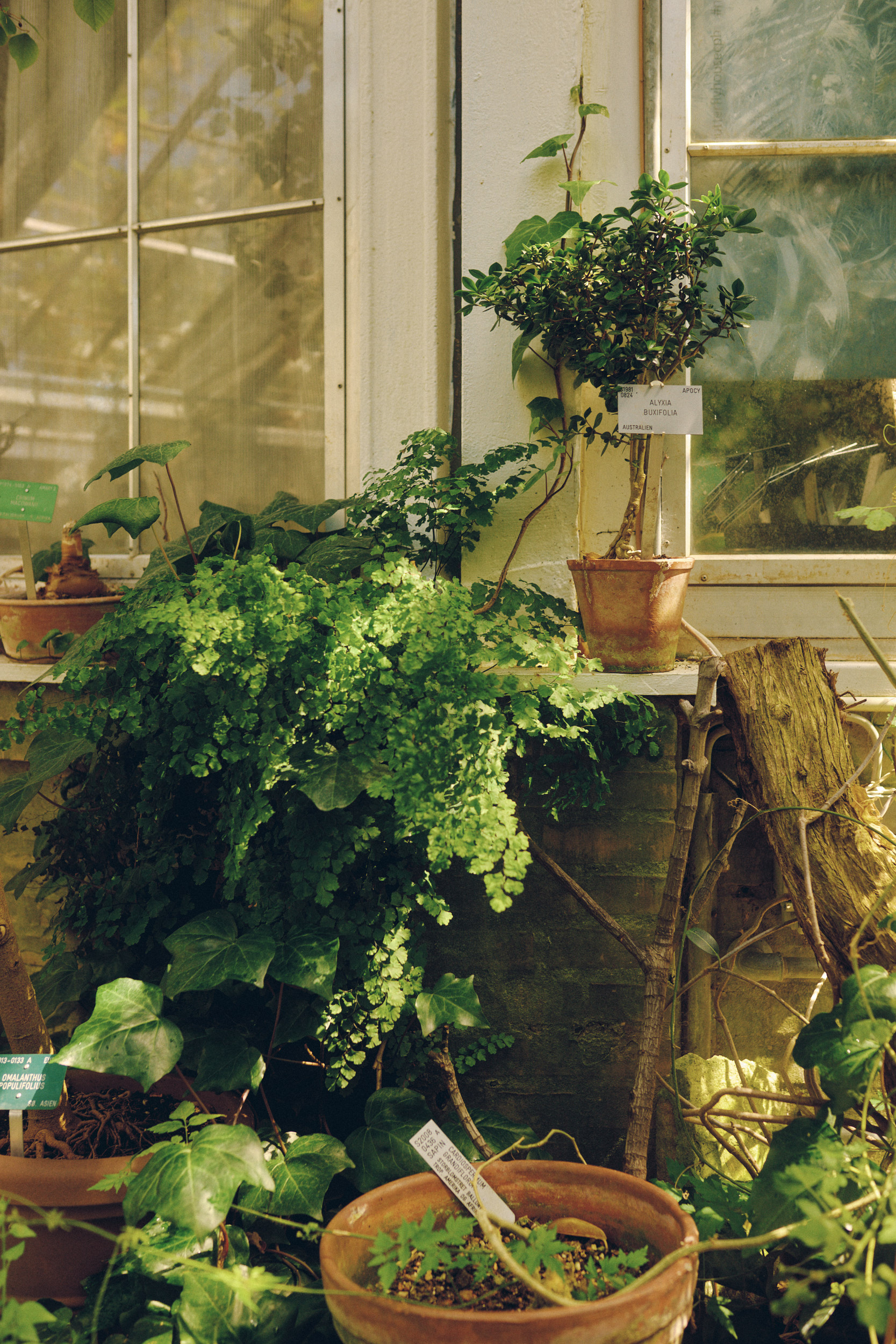 Gewächshausfotografie aus dem Botanischen Garten in Kopenhagen