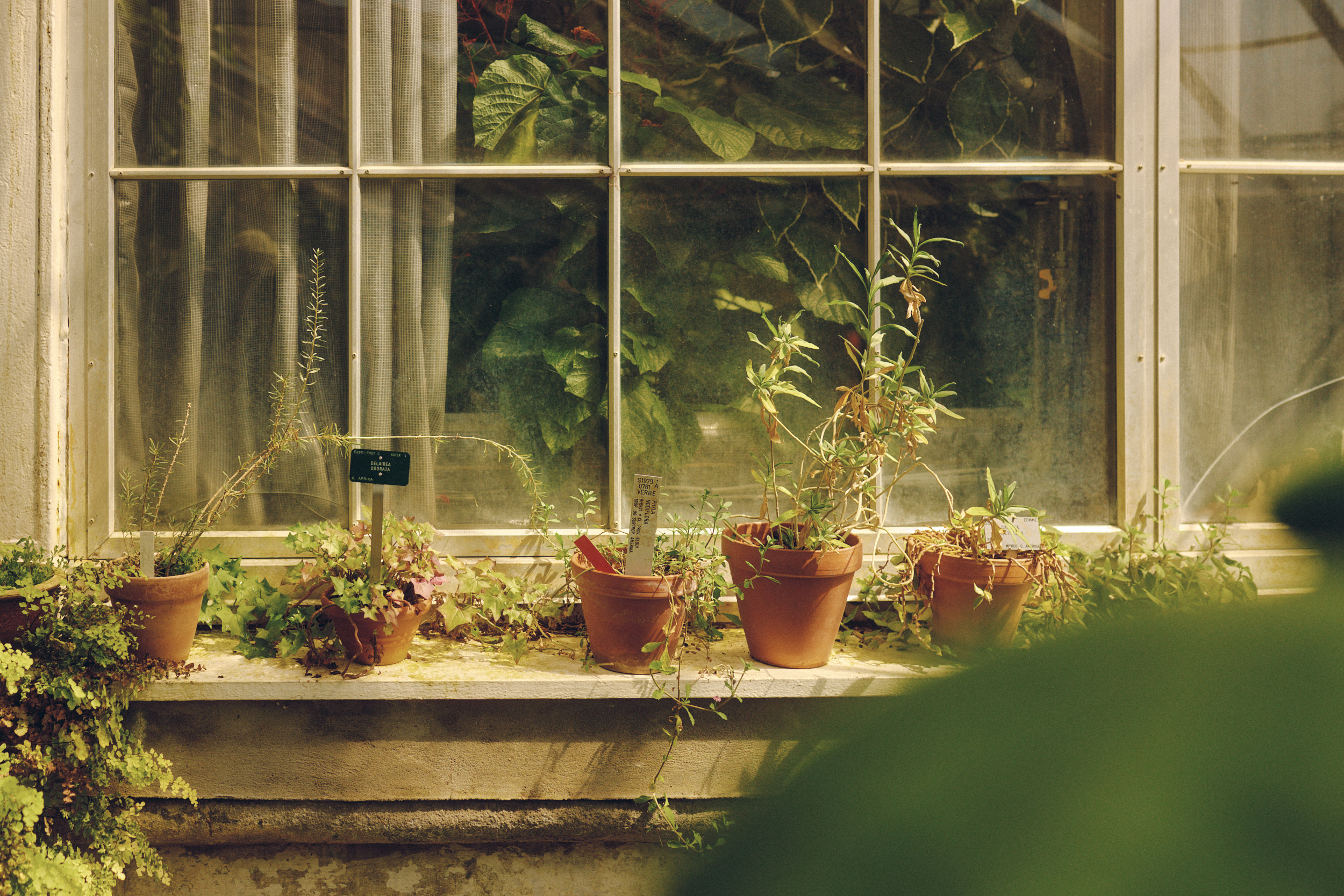 Light filtering through glass and steel in Copenhagen Palm House