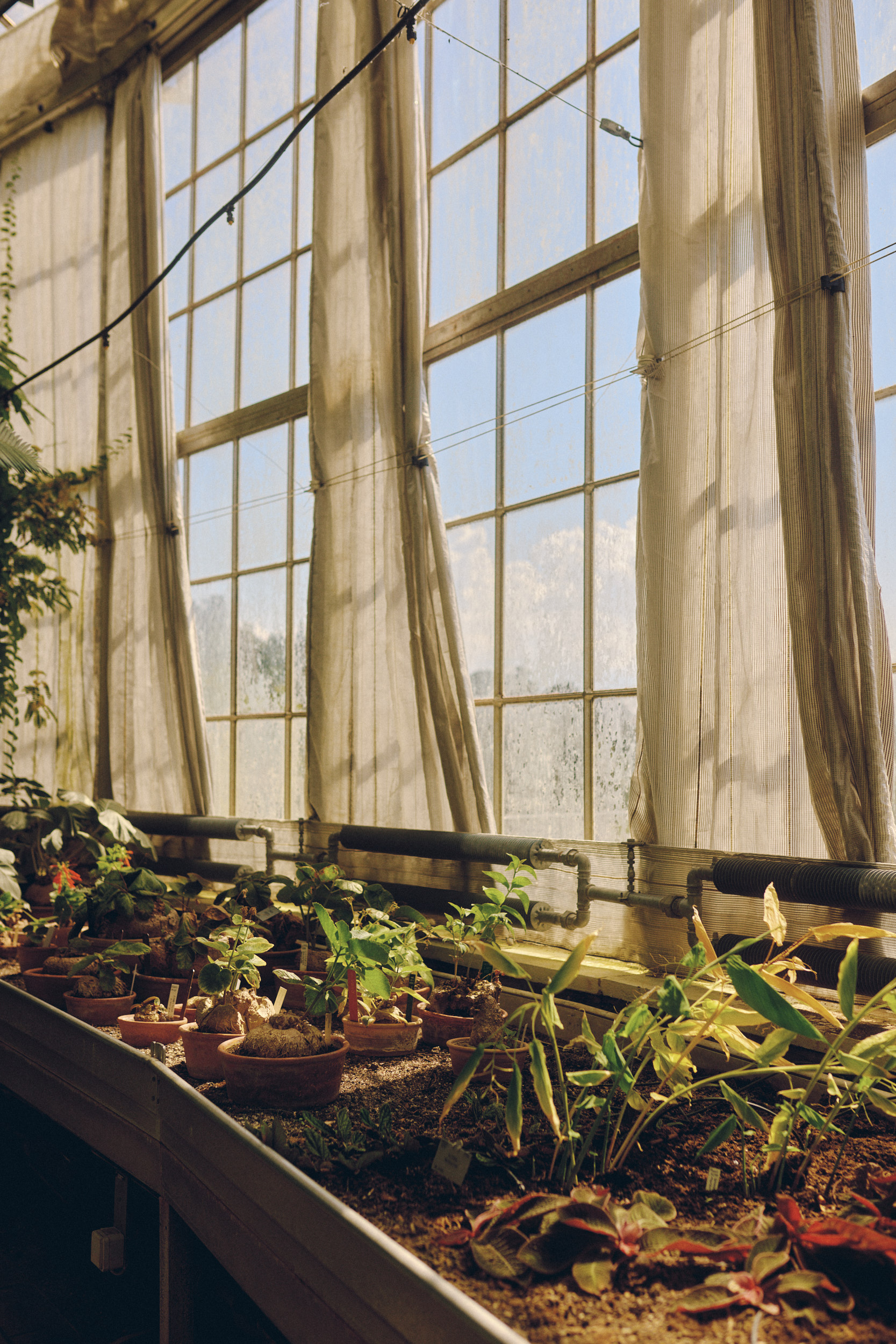 Reflections on glass inside the Botanical Garden Copenhagen greenhouse